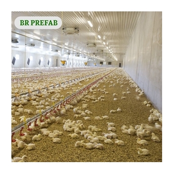 chicken4444